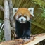 William The Red Panda