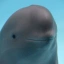 smiling dolphin